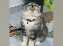 まだまだ練習が必要かな？ふわふわ子猫、エア毛づくろいを始めちゃう。