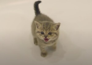 お風呂なんて入らニャいからー!! 大声で怒る子猫ちゃん。