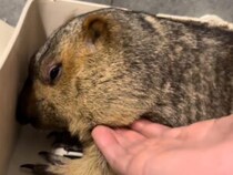 嬉しそう♡ あごをマッサージしたら… ほっぺがタプタプ揺れるマーモットさん