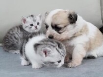 お世話している子犬を、子猫たちに紹介するママ猫さん。新しい兄弟を見た子猫たちの反応は？