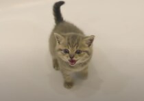 お風呂なんて入らニャいからー！！ 大声で怒る子猫ちゃん。