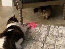 お星さま発見？ レーザーに大はしゃぎする猫さんたち