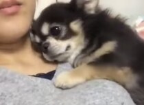 …ぎゅっ♡ 飼い主さんに甘えるチワワが可愛すぎる〜！