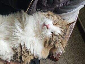 赤ちゃん抱っこでお腹を見せても平気? 安心しきって眠る猫さん