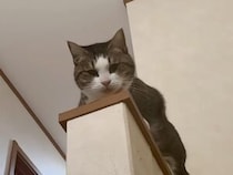 高い場所から飼い主さんを見下ろしている猫さん、名前を呼んでみると…