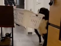 「プレゼントだよ！」いつも変なものを飼い主に持ってくる犬さん