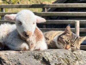 このぽかぽかは譲れない!最高の日向ぼっこ場所をめぐって。猫と子羊のゆ〜るい取り合い風景