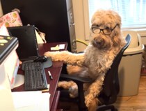 仕事がデキる犬？ 真剣な表情で在宅ワーク！