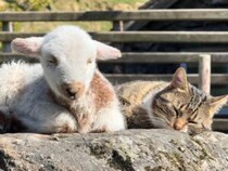 このぽかぽかは譲れない！最高の日向ぼっこ場所をめぐって。猫と子羊のゆ〜るい取り合い風景