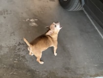 こんなに歓迎されたら嬉しいね！ 犬さんの熱烈なお出迎え♪