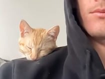 子猫の頃から安心できる場所はずっと同じ！ いつでも飼い主の近くで眠る茶トラ猫さん