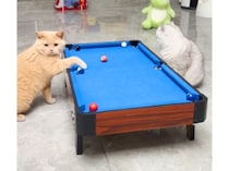 こっそりズルしたり、なんでもアリ！猫のビリヤード勝負