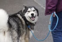 散歩中に飼い主が入れ替わるドッキリ！犬さんの反応は？