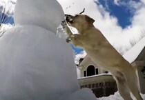 雪が積もったぞ！ ワンコvsスノーマン、一歩的な攻撃であっという間に…