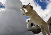 雪が積もったぞ！ ワンコvsスノーマン、一歩的な攻撃であっという間に…