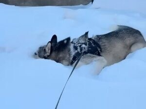 積もった雪の中でかくれんぼ？ 犬さんたちの遊び方が可愛すぎ！