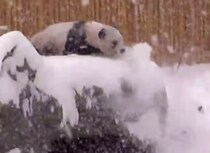 雪で大喜びするパンダさん、はしゃぎすぎで崖から…
