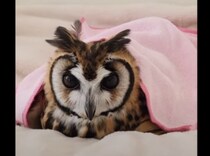 ブランケットの中でぬくぬく♡ くつろいでいるフクロウさんが可愛い