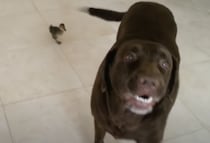 友達ができたよー♪ アヒルの赤ちゃんを紹介してくれるワンコ