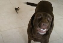 友達ができたよー♪ アヒルの赤ちゃんを紹介してくれるワンコ