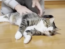 なでるたびにゴロン！ 気持ちよすぎて転がり続ける猫さん