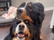 カメラを向けたらこのポーズ。仲良しな犬さんたちが可愛すぎる♡