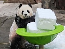 雪のブロックに体当たり！ 転がって遊ぶパンダさんが楽しそう