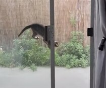 油断できない！ 目を離した隙に、変な場所に入っちゃう子猫