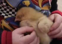 可愛すぎる！ヒナのために子守唄を歌う男の子