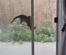 油断できない！ 目を離した隙に、変な場所に入っちゃう子猫