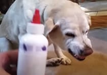 分かりやすい反応！ あるものを見ただけで、表情が激コワになる犬さん