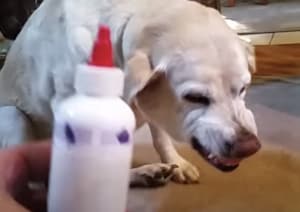 分かりやすい反応！ あるものを見ただけで、表情が激コワになる犬さん