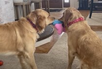 おもちゃを取り合うゴールデン、お互い一歩も引かずに…