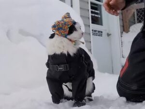 「ボク専用の帽子ニャ」雪の中で新しい帽子を被せてもらう猫さん。冬の準備がバッチリな姿に癒やされる