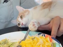 【確信犯】自分の可愛さを知りすぎている猫。食事を邪魔しても、この仕草ひとつで許されちゃう