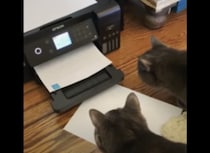 動いたぞ〜！プリンターに大興奮する猫たち。