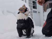 「ボク専用の帽子ニャ」雪の中で新しい帽子を被せてもらう猫さん。冬の準備がバッチリな姿に癒やされる