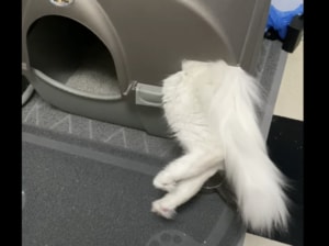 猫さん！そこ入り口じゃないです！トイレの入り方がおかしいニャンコ。
