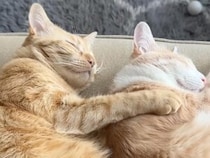 「ボクの大切な友達ニャ」抱きしめながらスヤスヤ。猫同士のぬくもり溢れるお昼寝タイムが可愛い