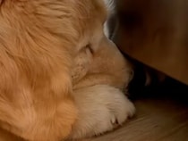 「せっかく見つけたのに…」冷蔵庫の下で見つけたお宝を、没収された犬さんの切ない表情