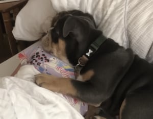 女の子をうしろからそっとハグ！ くっついて寝たい犬さんの行動が可愛い♡