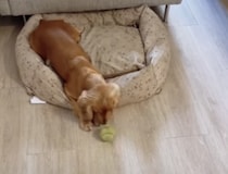 犬「はい、ボール取ってきて〜」って逆じゃない!? 飼い主に拾わせる遊び！