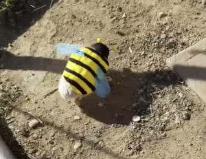 ブンブブ〜ン♪ ハチの着ぐるみを着て走る〇〇。