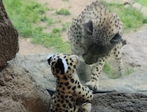 チーターにチーターのぬいぐるみを見せてみたら、顔を近づけて興味津々！