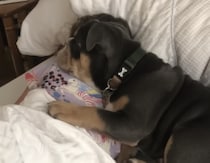 女の子をうしろからそっとハグ！ くっついて寝たい犬さんの行動が可愛い♡