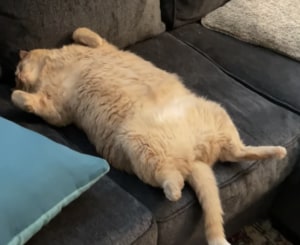 もう食べれにゃい〜… お腹ポンポンの猫、気持ちよさそうにお昼寝！