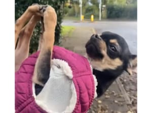 犬「両手両足、もう動きませんっ！」 全力で散歩につかれたアピール