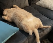 もう食べれにゃい〜… お腹ポンポンの猫、気持ちよさそうにお昼寝！