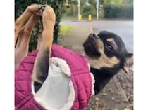 犬「両手両足、もう動きませんっ！」 全力で散歩につかれたアピール