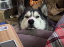 愛犬からの熱い視線！ 無言でアピールするハスカミュート。